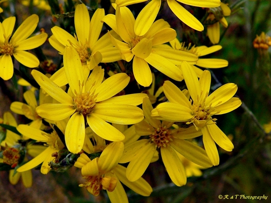 {Pityopsis graminifolia}